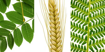 Illustration rachis - Image 1