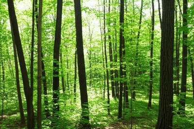 Illustration groves - Image 1