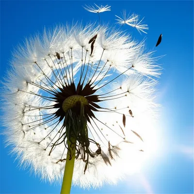 Illustration overblown - Image 1