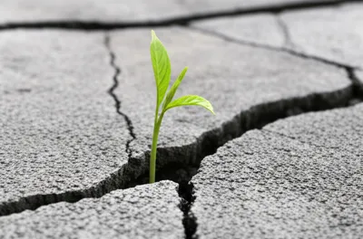 Illustration despite - Image 1