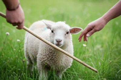 Hình ảnh minh họa prods - Ảnh 1