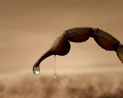 Illustration stingers - Image 1