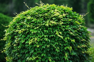 Illustration tod - Image 1