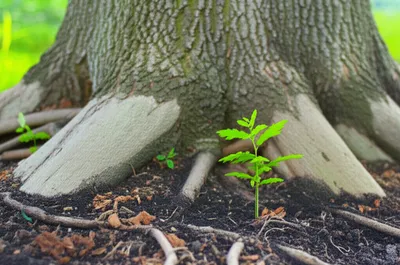 Illustration rooted - Image 1