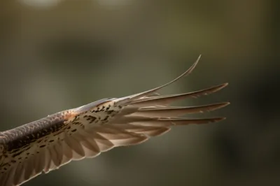 Illustration primaries - Image 1