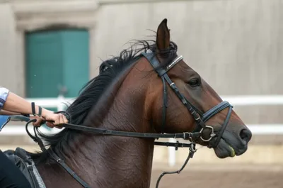 Illustration reefed - Image 1