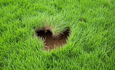 Illustration divots - Image 1