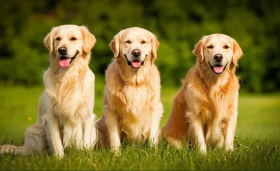 Illustration race - Image 1