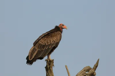 Illustration redheads - Image 1