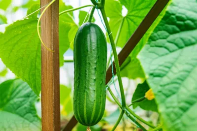 Illustration cucumbers