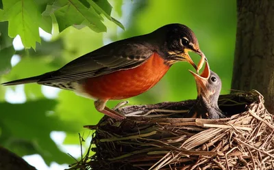 Illustration feeding - Image 1