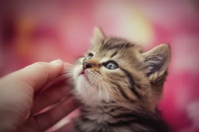 Illustration coy - Image 1