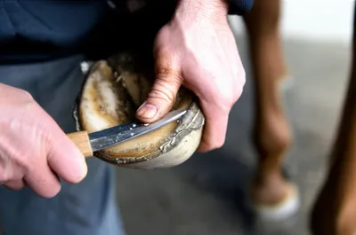 Illustration pared - Image 1