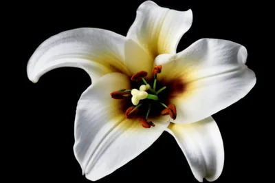 Illustration corrupt - Image 1