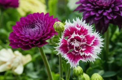 Illustration crossbreeding - Image 1