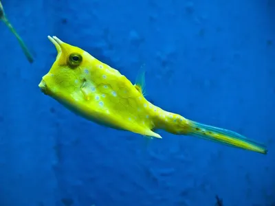 Illustration cowfish - Image 2