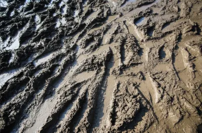 Illustration paddled - Image 1