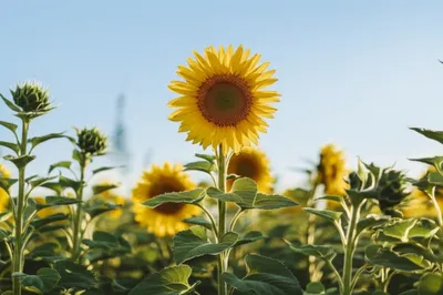 Illustration managing - Image 1