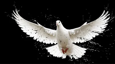 Illustration sullies - Image 1