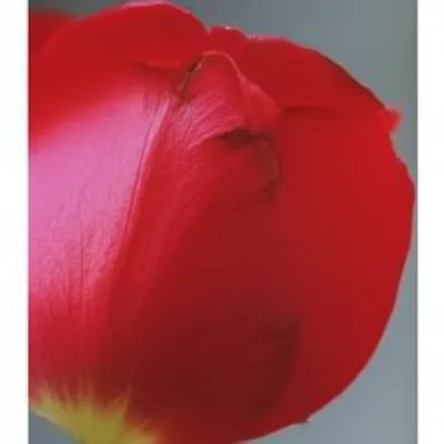 Illustration crimped - Image 1