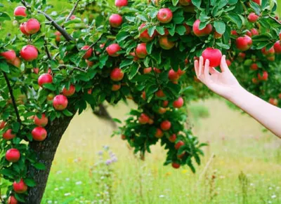 Illustration fell - Image 1