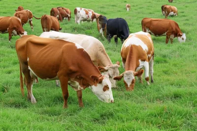 Illustration feeds - Image 1