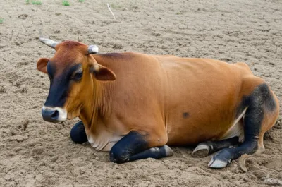 Illustration blacklegs - Image 1