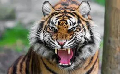 Illustration fiercely - Image 2