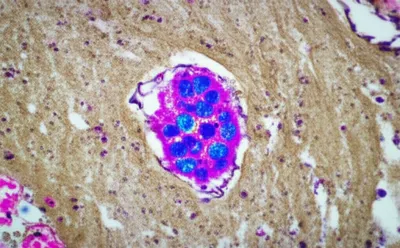 Illustration islet - Image 1