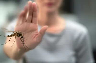 Illustration swatted