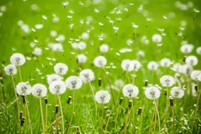 Illustration spreads - Image 1