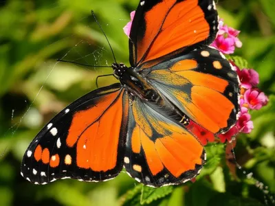 Illustration ensnare - Image 1