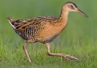 Illustration rail - Image 2