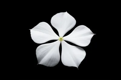 Illustration simples - Image 1