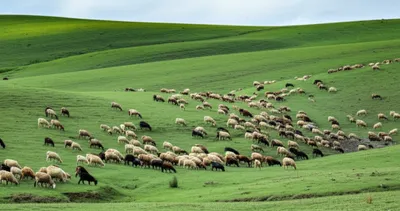 Illustration folds - Image 1