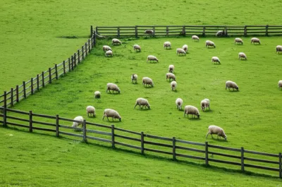 Illustration folds - Image 1