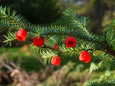 Illustration yew - Image 1