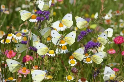 Illustration whites - Image 1