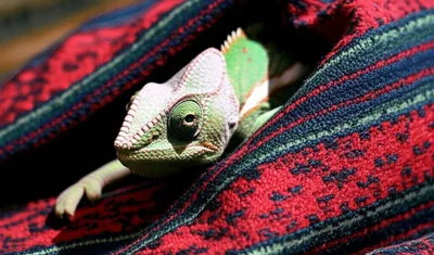 Illustration colorings - Image 1