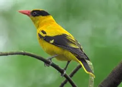 Illustration oriole - Image 2