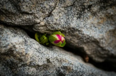 Illustration hardened