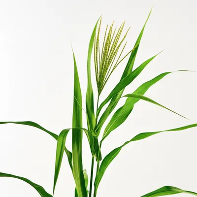 Illustration panic - Image 1