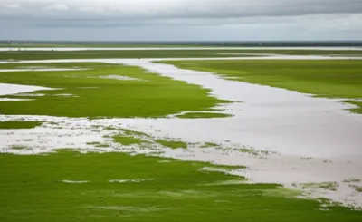 Illustration holm - Image 1