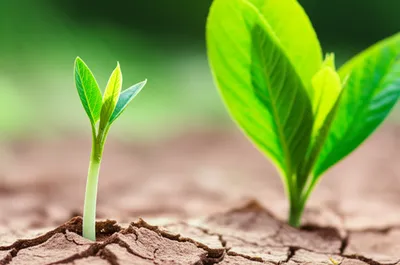 Illustration develops - Image 1