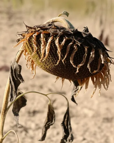 Illustration lop - Image 1