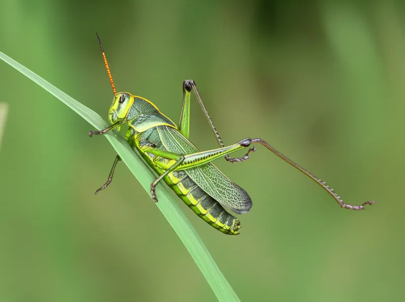 "grasshopper" शब्द का दृश्य चित्रण - टिड्डा