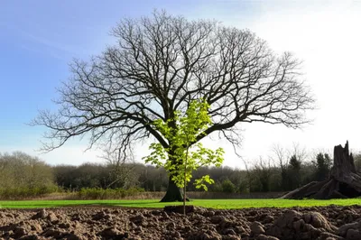 Illustration stead - Image 1