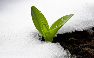 Illustration thawing - Image 1