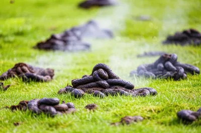 Illustration dropping - Image 1