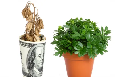 Illustration sacrifices - Image 1